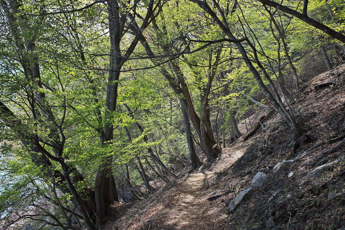 日光自然博物館 tweet media