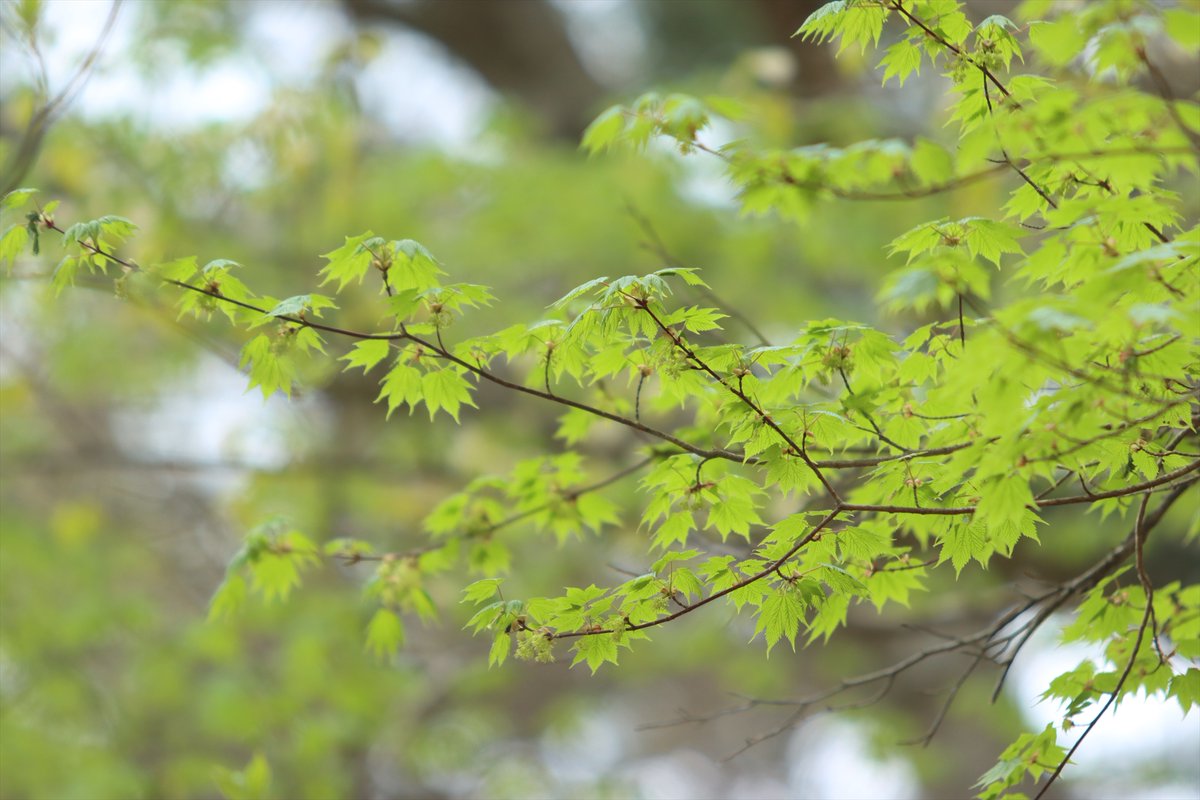 日光自然博物館 tweet media