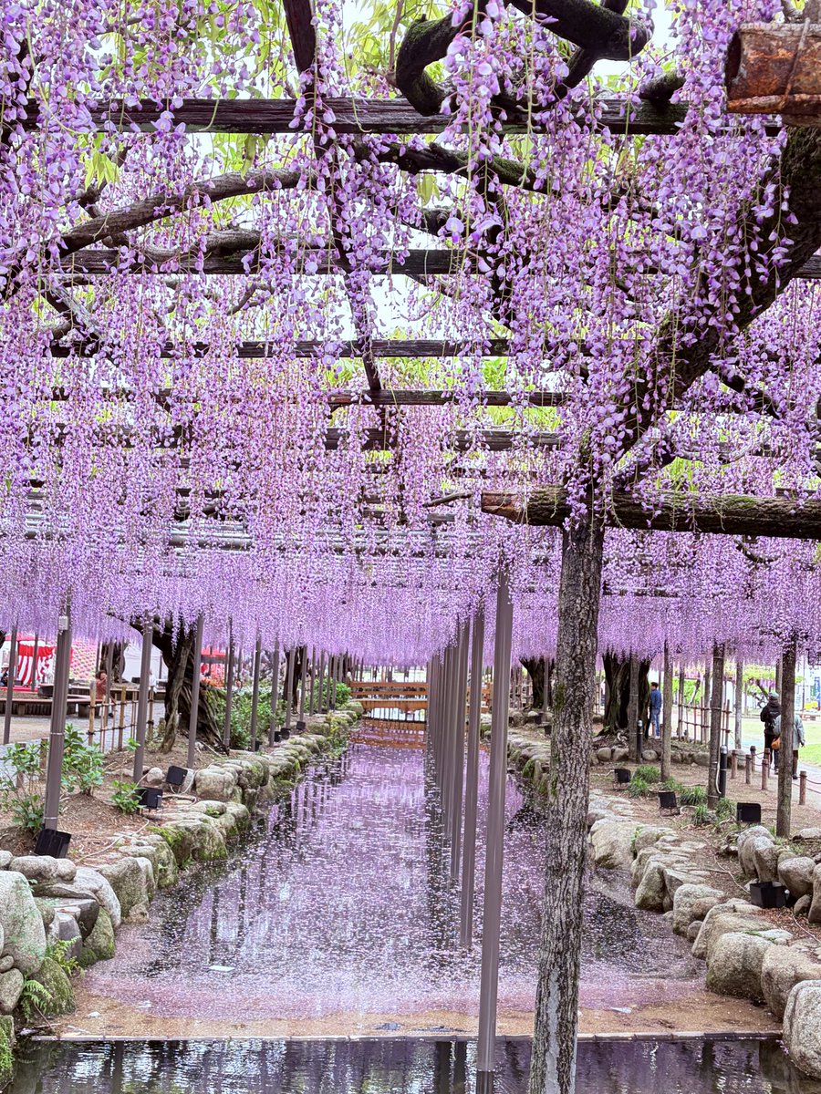 津島　天王川公園。
夜間ライトアップもあるみたいだけど、行けない。でもとても綺麗だったので満足。