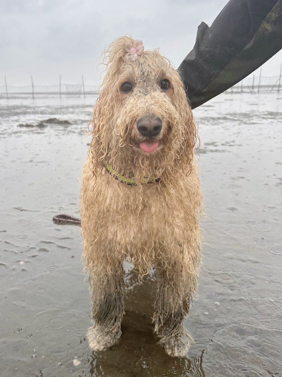 大型犬カフェGRAND MOU《ぐらんむー》 tweet media