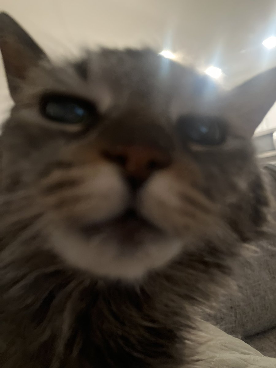 julie 🦩🍩🌟 tweet media