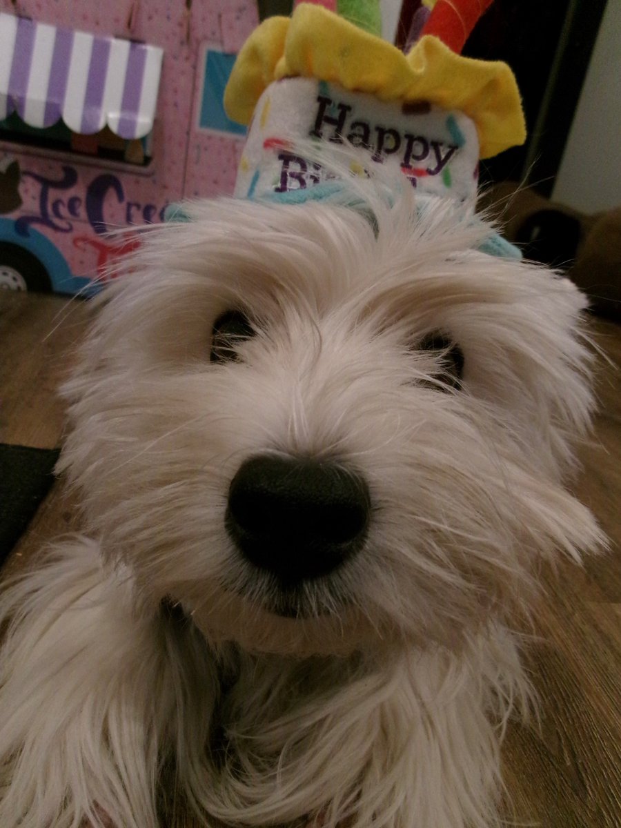 TravisTabbyCat's tweet photo. Happy birthday @kinleywestie! https://t.co/nGwRtc6QlG https://t.co/Ld1JrtyvS9