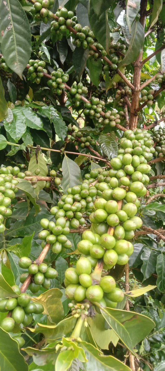 🇰🇪The Rustic Garden tweet media