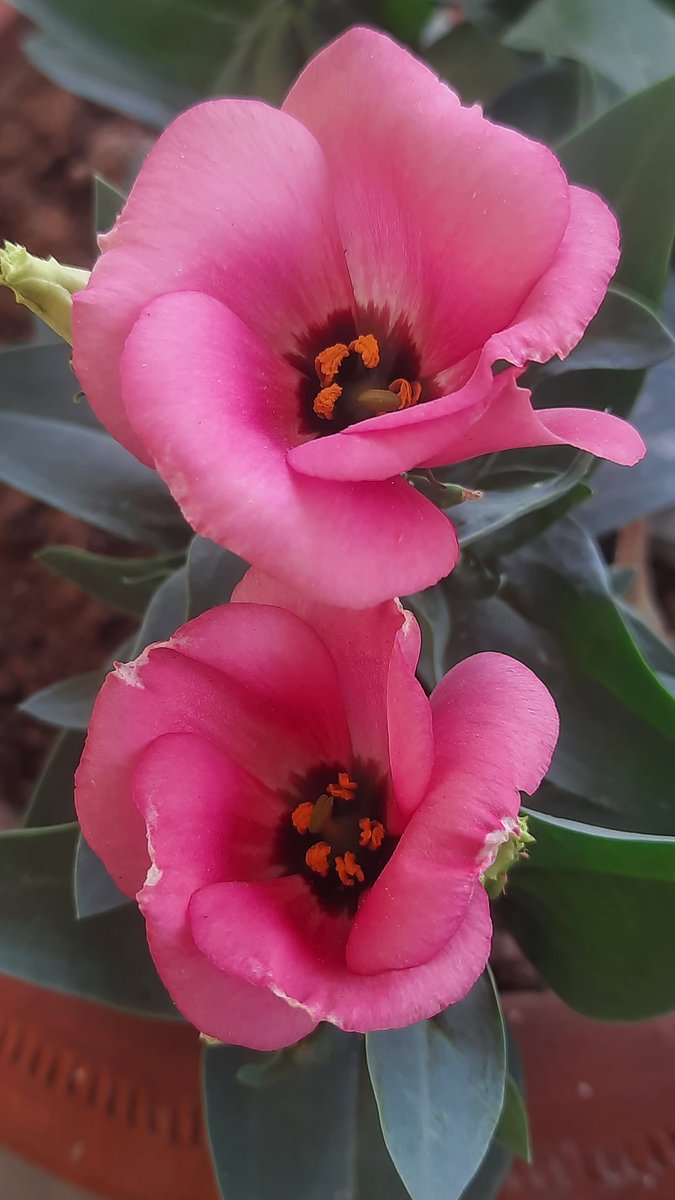 Narendr51543168's tweet image. Lisianthus 
#flowers #plants #Nature