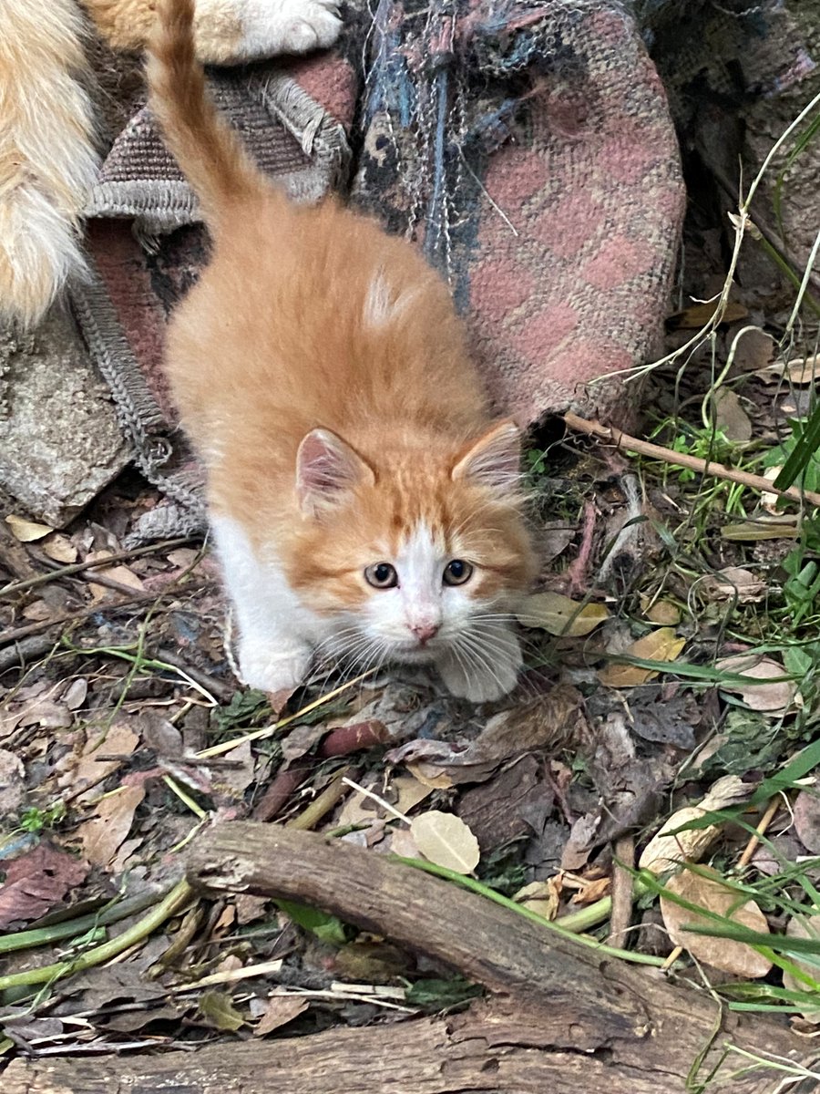 adoptdontshopl's tweet image. 😻 FOR ADOPTION 😻
✨ Meet this little beauty ✨ This 2.5-month-old female kitten is sweet, playful, and absolutely adorable 💙 She’s ready to find a loving forever home 🐾
📞 Contact: 03-865018
Can’t adopt? Please share!

#adoptdontshop #cat #adoption #lebanon #foreverhome