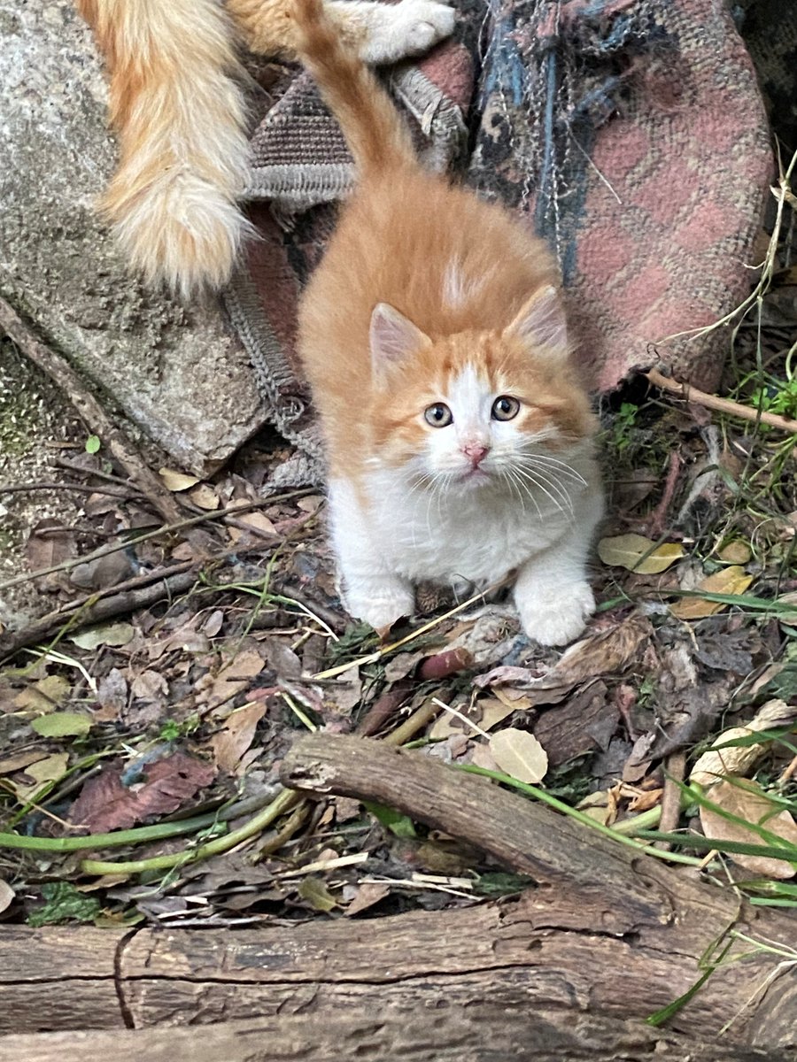 adoptdontshopl's tweet image. 😻 FOR ADOPTION 😻
✨ Meet this little beauty ✨ This 2.5-month-old female kitten is sweet, playful, and absolutely adorable 💙 She’s ready to find a loving forever home 🐾
📞 Contact: 03-865018
Can’t adopt? Please share!

#adoptdontshop #cat #adoption #lebanon #foreverhome