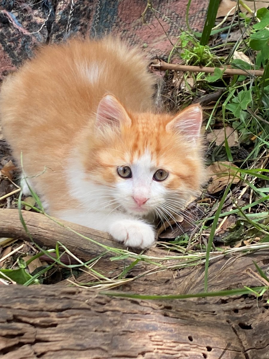 adoptdontshopl's tweet image. 😻 FOR ADOPTION 😻
✨ Meet this little beauty ✨ This 2.5-month-old female kitten is sweet, playful, and absolutely adorable 💙 She’s ready to find a loving forever home 🐾
📞 Contact: 03-865018
Can’t adopt? Please share!

#adoptdontshop #cat #adoption #lebanon #foreverhome