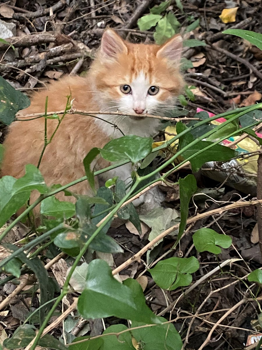 adoptdontshopl's tweet image. 😻 FOR ADOPTION 😻
✨ Meet this little beauty ✨ This 2.5-month-old female kitten is sweet, playful, and absolutely adorable 💙 She’s ready to find a loving forever home 🐾
📞 Contact: 03-865018
Can’t adopt? Please share!

#adoptdontshop #cat #adoption #lebanon #foreverhome