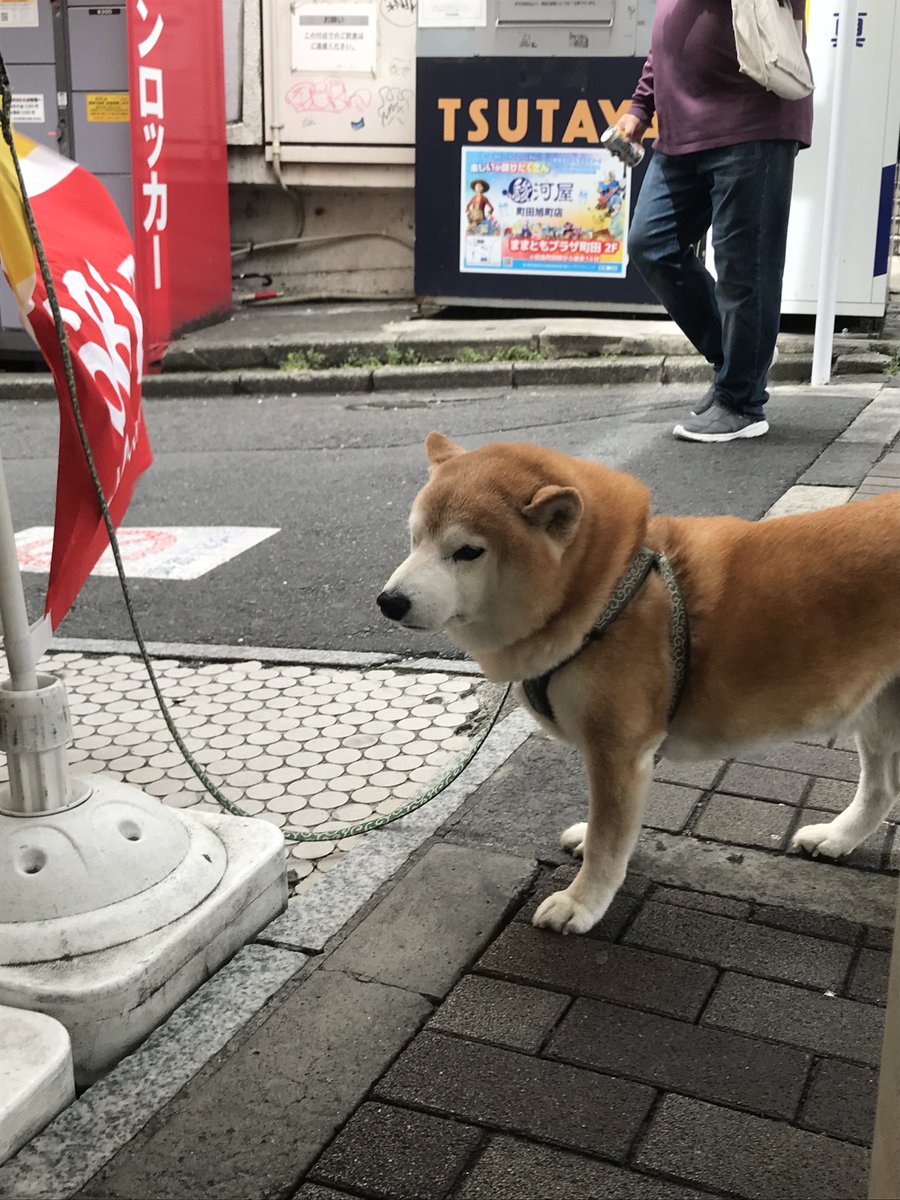 RG70468534's tweet image. 今日のワンコ

City Dog😃😃😃

Dog  for Peace‼️
#dog