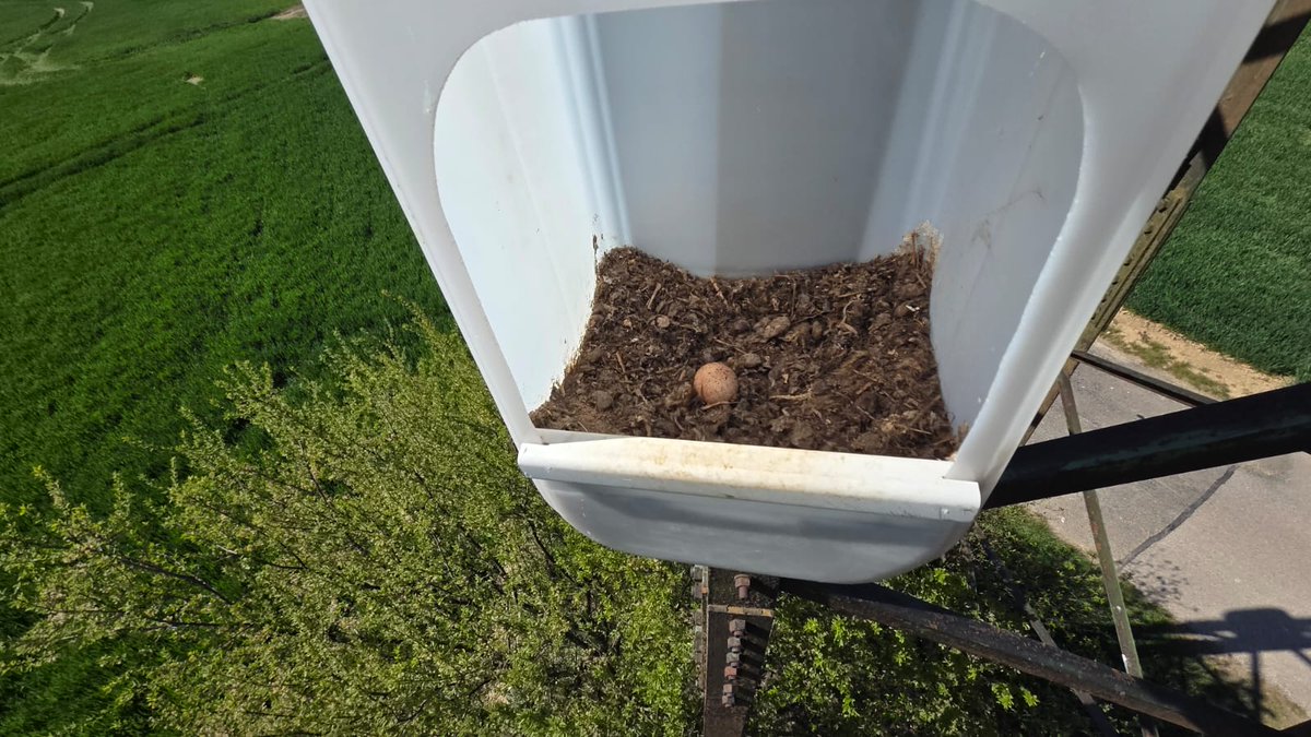 VlastimilWeiner's tweet photo. Budky pro poštolky jsme instalovali v polích v Polabí s farmáři z Kosiček a z Písku u Chlumce. Poštolky se v nich zahnízdí a pak likvidují hraboše až do 500 m. Místo jedů a chemických látek. V Polabí je už na 300 budek.Projekt ochrany úrody vymyslel J. Pozdílek. Šíří se venkovem. https://t.co/ekcyM9e6n5