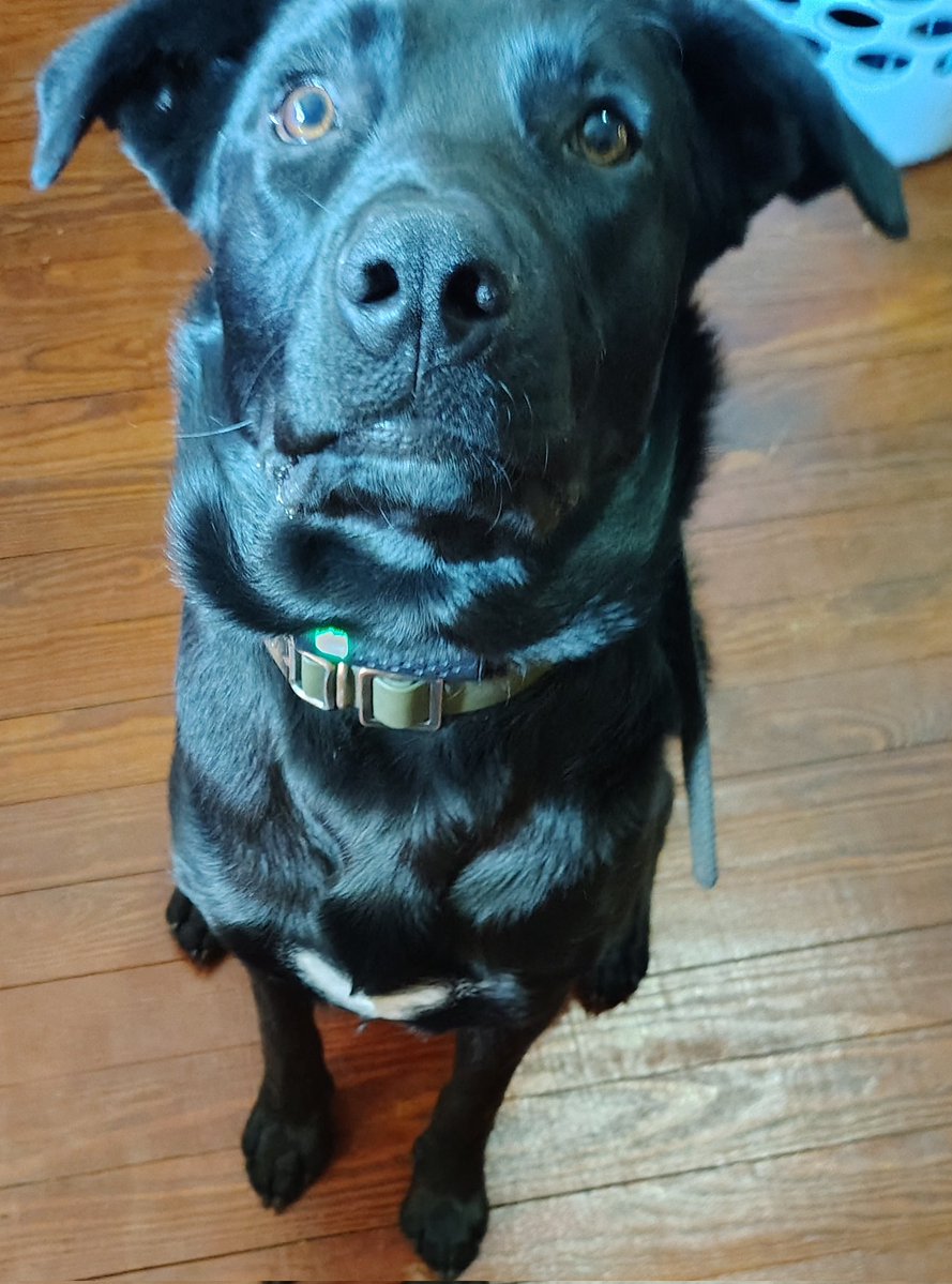 Poppastonks's tweet image. Only 5 days #Loki is ready.... Are you? #Woof @Lokitotherescue 
t.me/Loki_Eth
