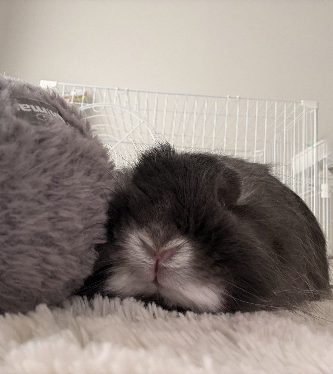 低糖🐰🥥 tweet media