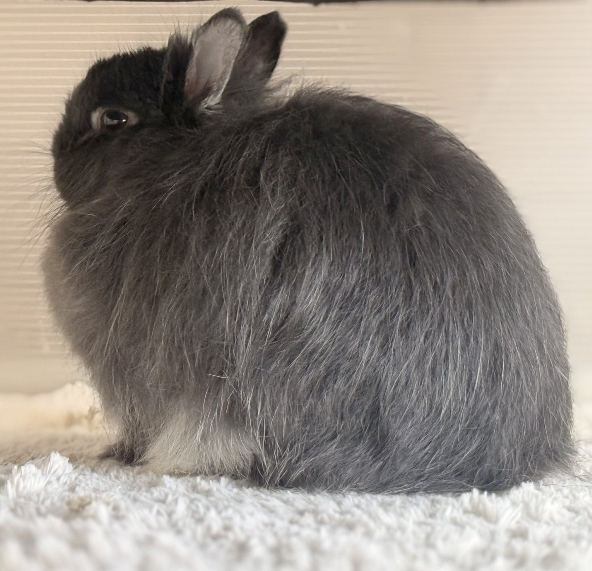 低糖🐰🥥 tweet media