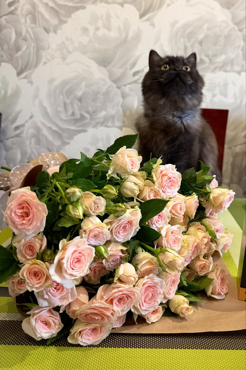 🐾kitekat не предл0гать🐾 tweet media