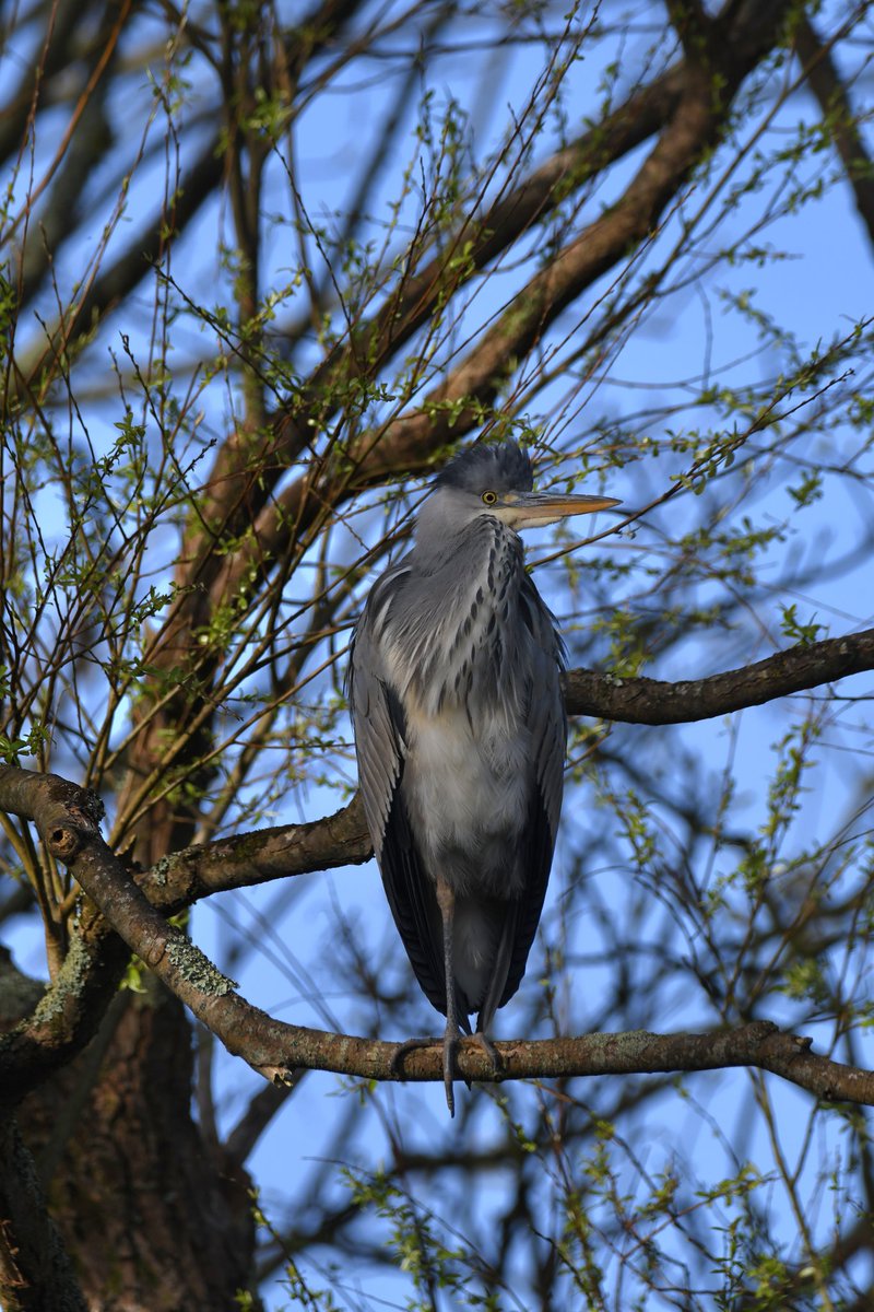 nealesmithworld's tweet image. Grey Heron 
Bude Cornwall 〓〓
#Bude #Cornwall 
#GreyHeron
