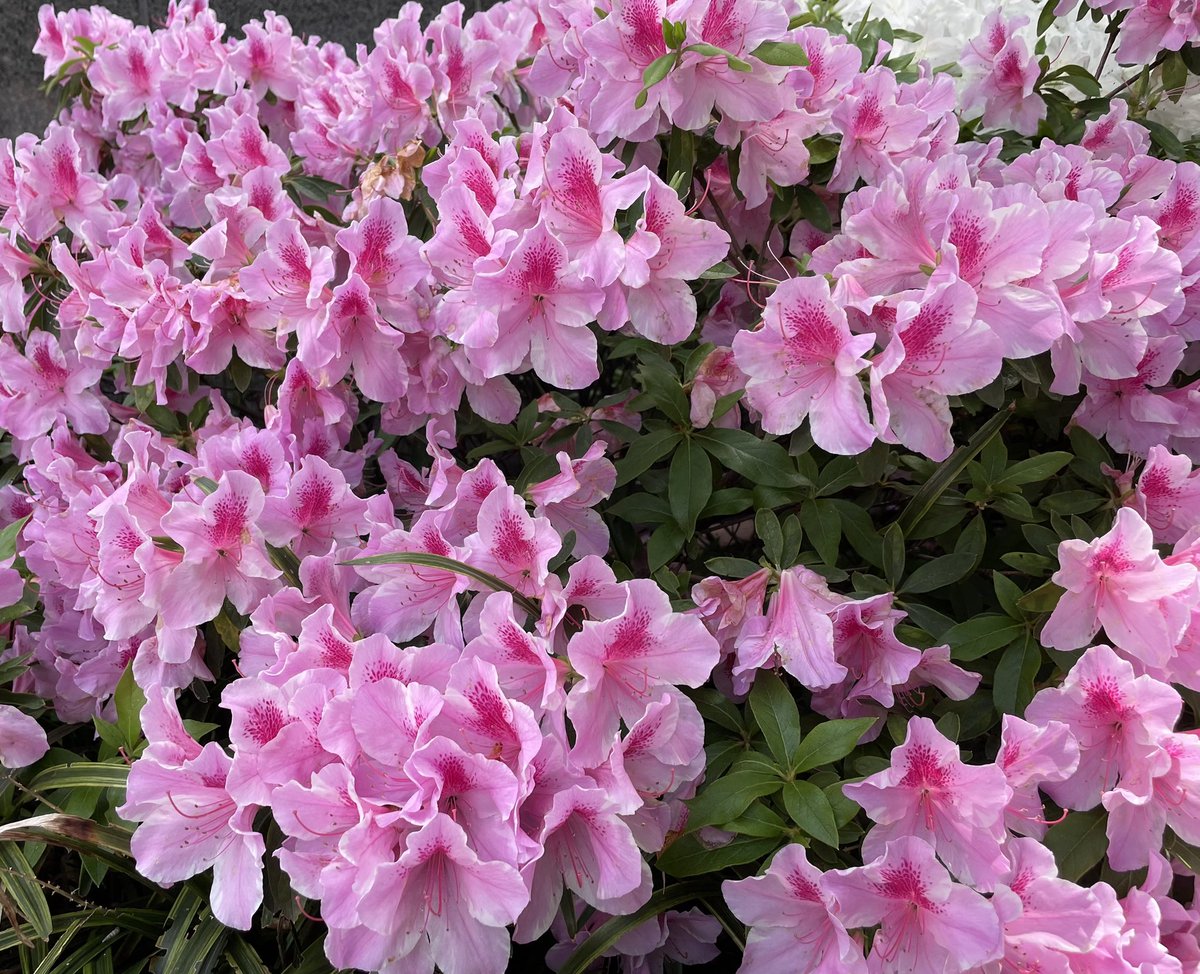 takuya4350_1969's tweet image. きれいやね

買い物、往復1.2km普通に歩けた
自転車は、まだちと怖い（笑）
#花 #flowers