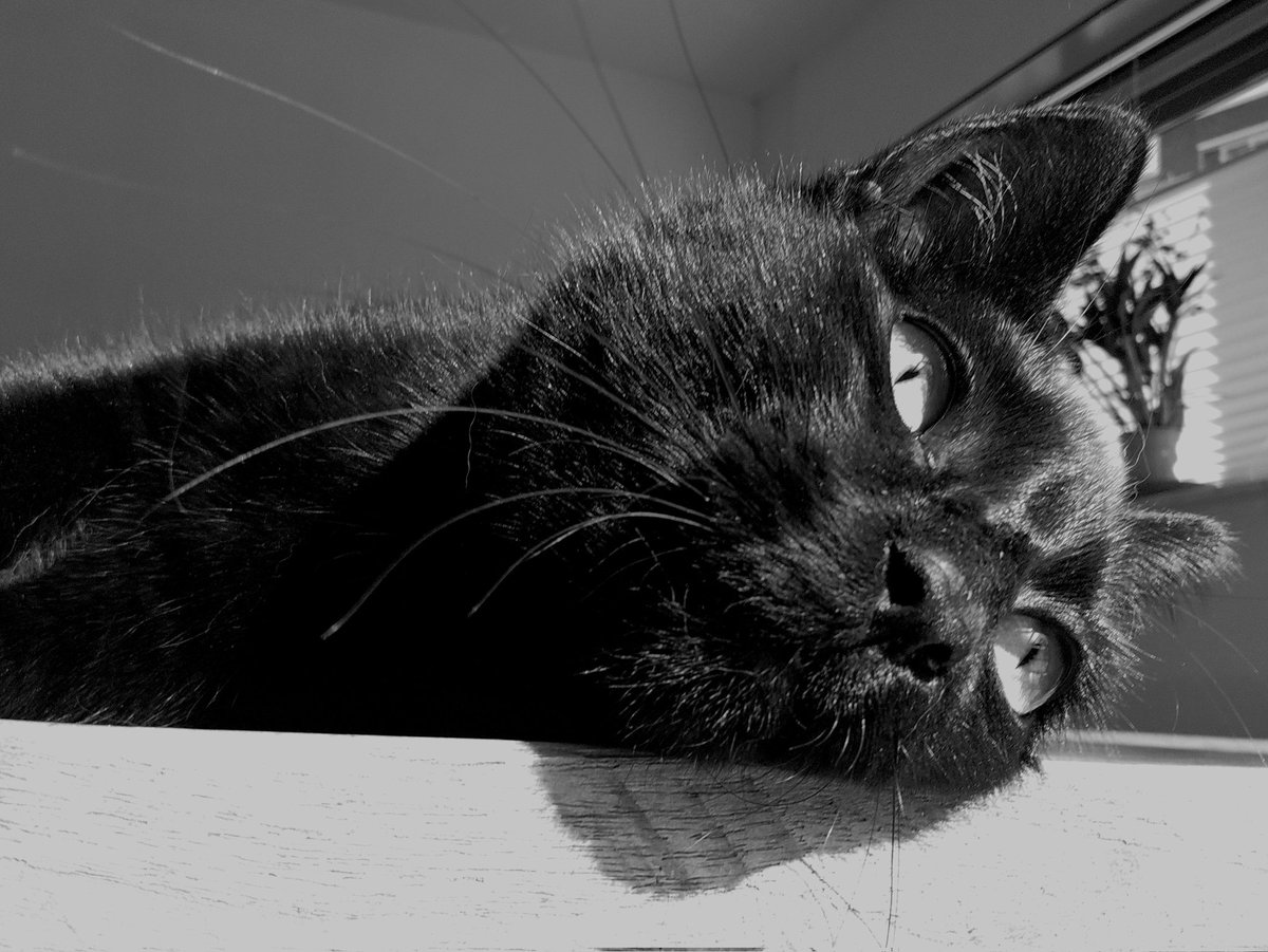 PoesAllan's tweet image. Thinking about what to do today: kill a plant, knock another tea mug of the counter, destroy the water fountain... what to choose? A cat's life ain't easy! ~ Jacob Cat😸
#catsnoirfriday #catsofX #cats #hedgewatch