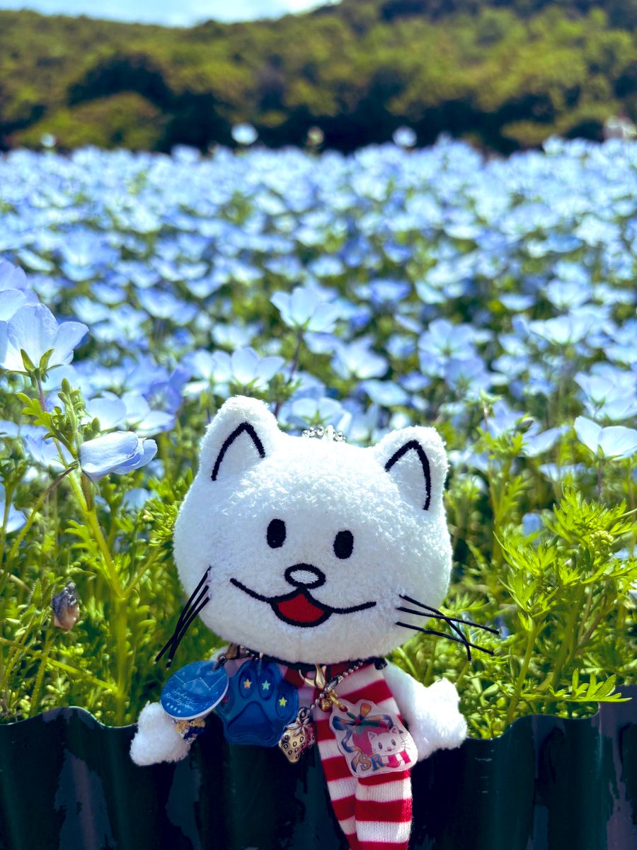 yukayan55's tweet photo. 色々あってもう無理限界と落ち込む私を少しでも元気づけようとした旦那さんが何も言わずに連れて行ってくれた行き先が‥
志摩観光農園🌷🐝
そこでBUMPなないろTシャツにvansの靴、ニコルを持ったカップルに出会いました😳✨
ネモフィラ🩵藤の花🩷偶然の出会い✨
久しぶりに癒された日になりました😌 https://t.co/YPdFiHF3LL