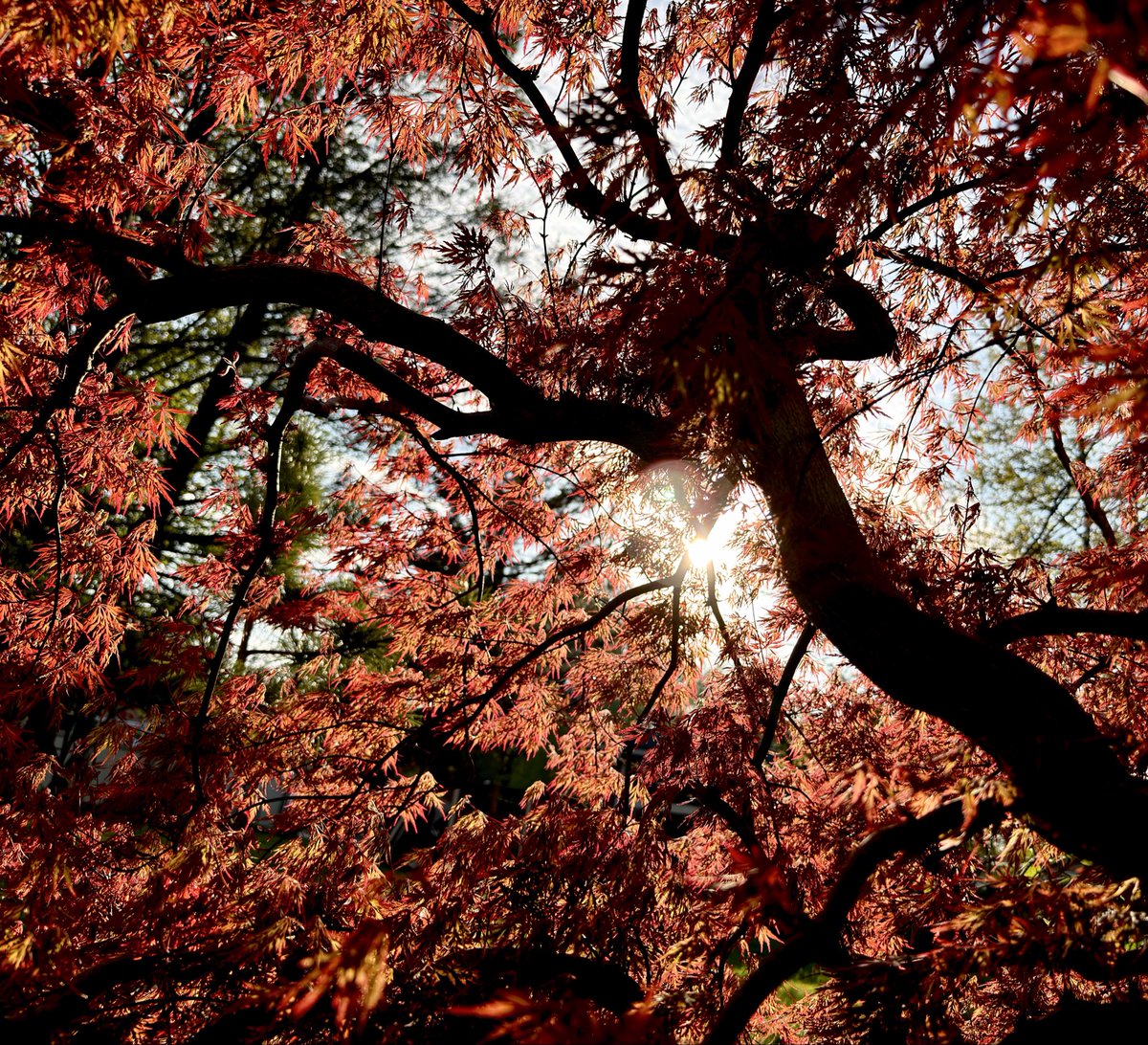 Deshawn68882369's tweet image. Japanese maple Orangeola @sjgiardini @MUGGER2023 #japanesemaple #trees