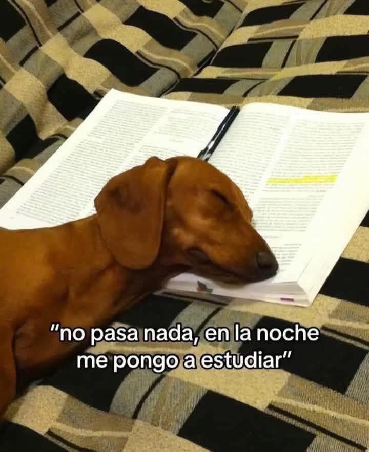 Perritos que curan tu depresión 🐶 tweet media