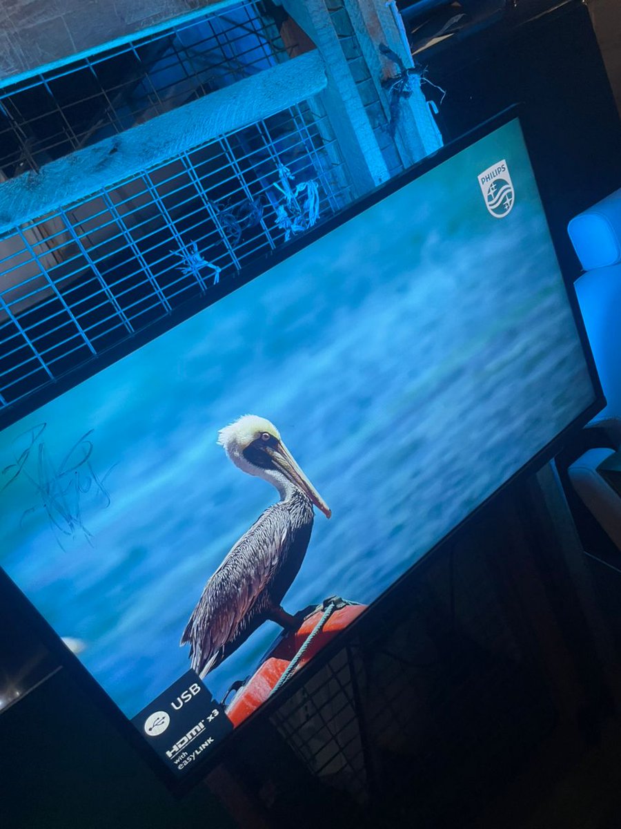 Olátórrẹrá --- Ógbęní Agent tweet media