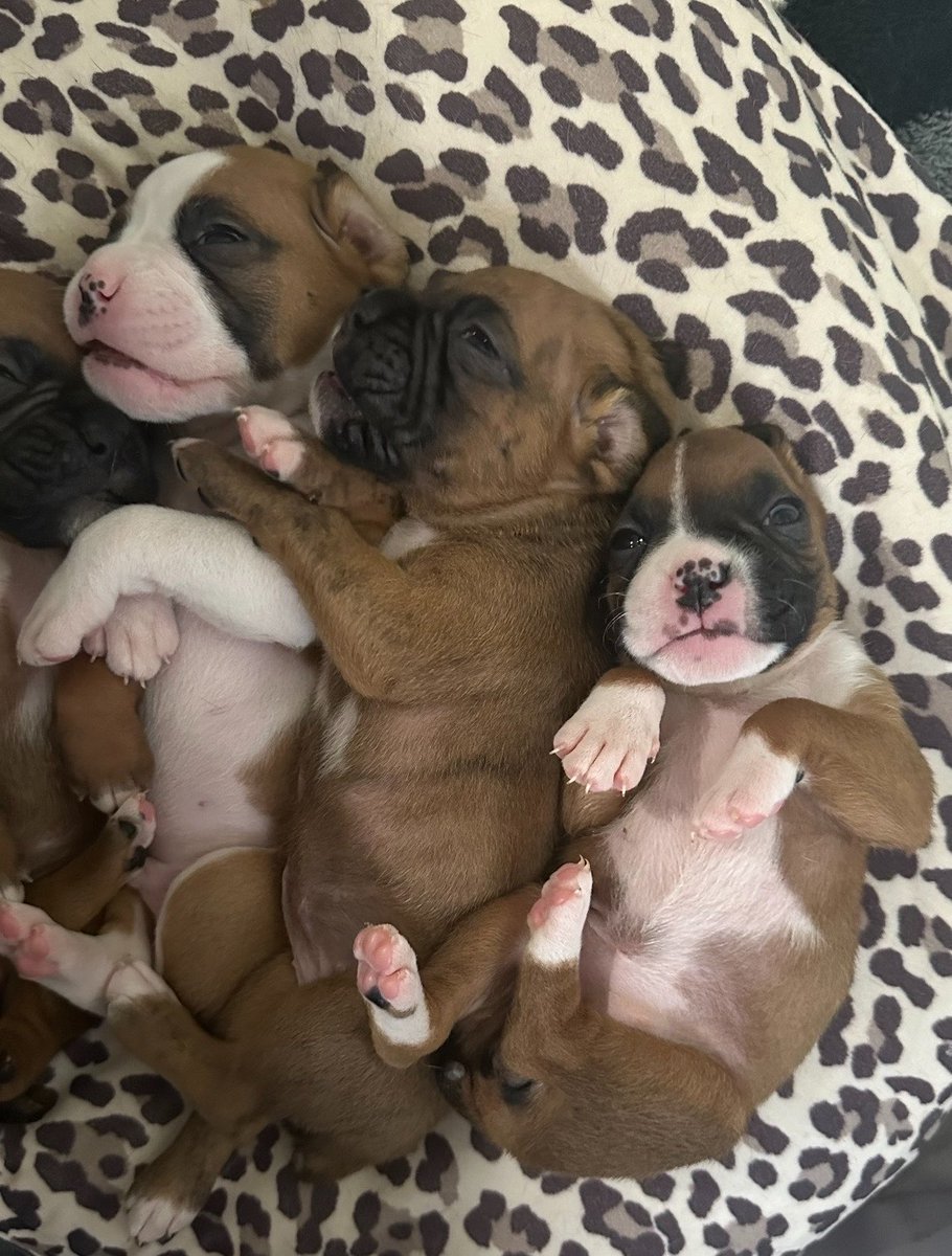 crvstalized's tweet photo. My babies turned 2 today 🥲🐾 https://t.co/gbvlmBv52S