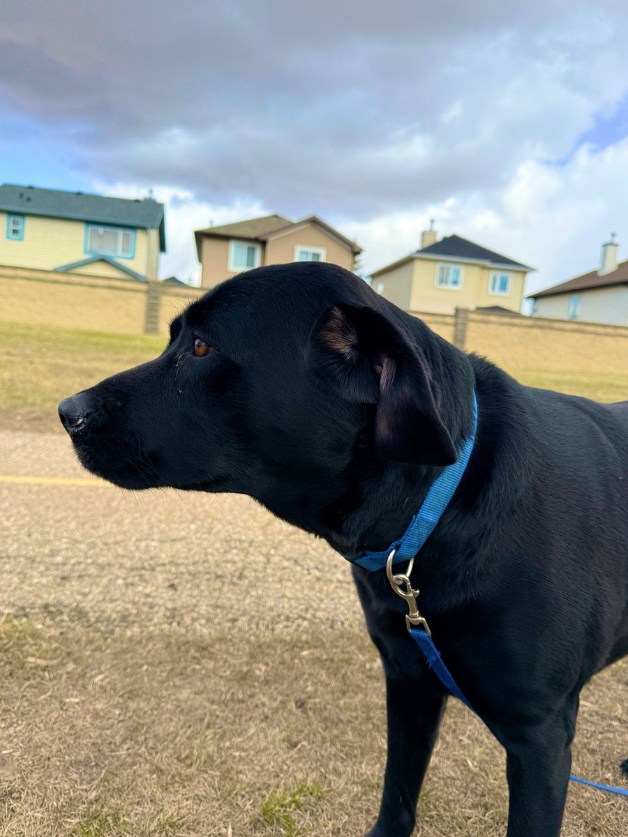 Jake72545474's tweet image. Many faces of Jake.  🇨🇦
#Black #Labrador #Retriever #Calgary