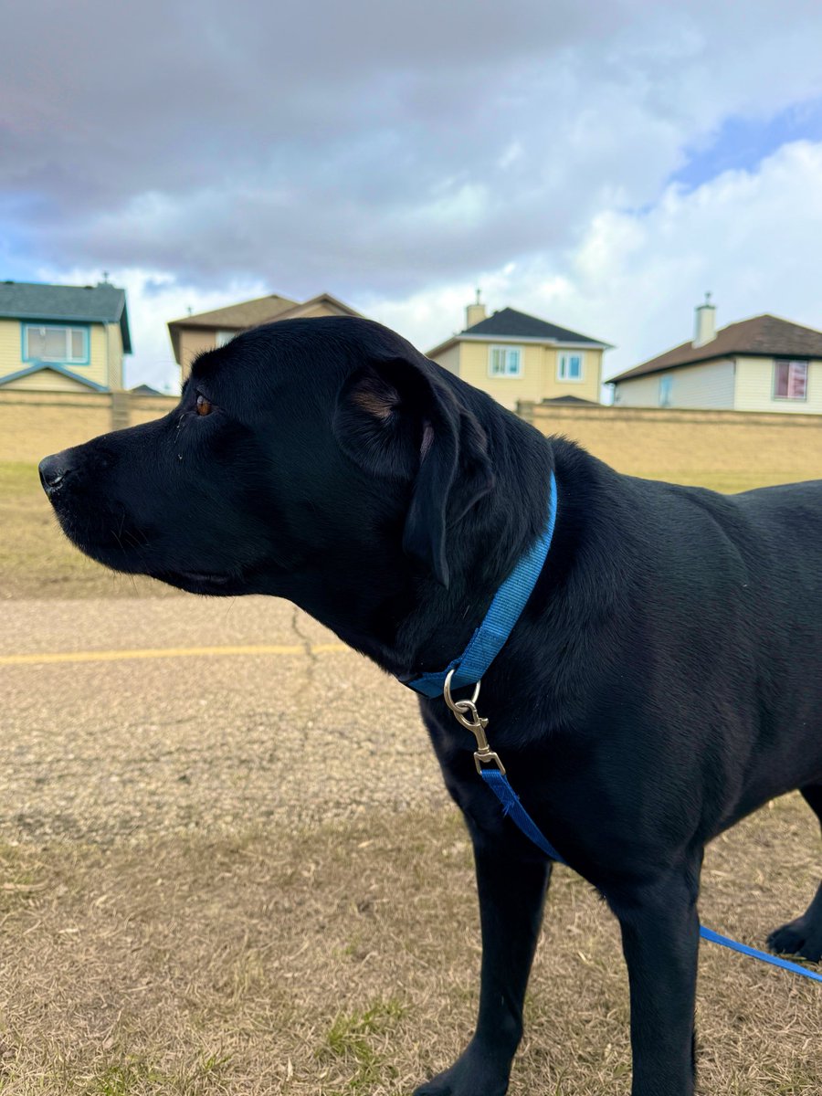 Jake72545474's tweet image. Many faces of Jake.  🇨🇦
#Black #Labrador #Retriever #Calgary