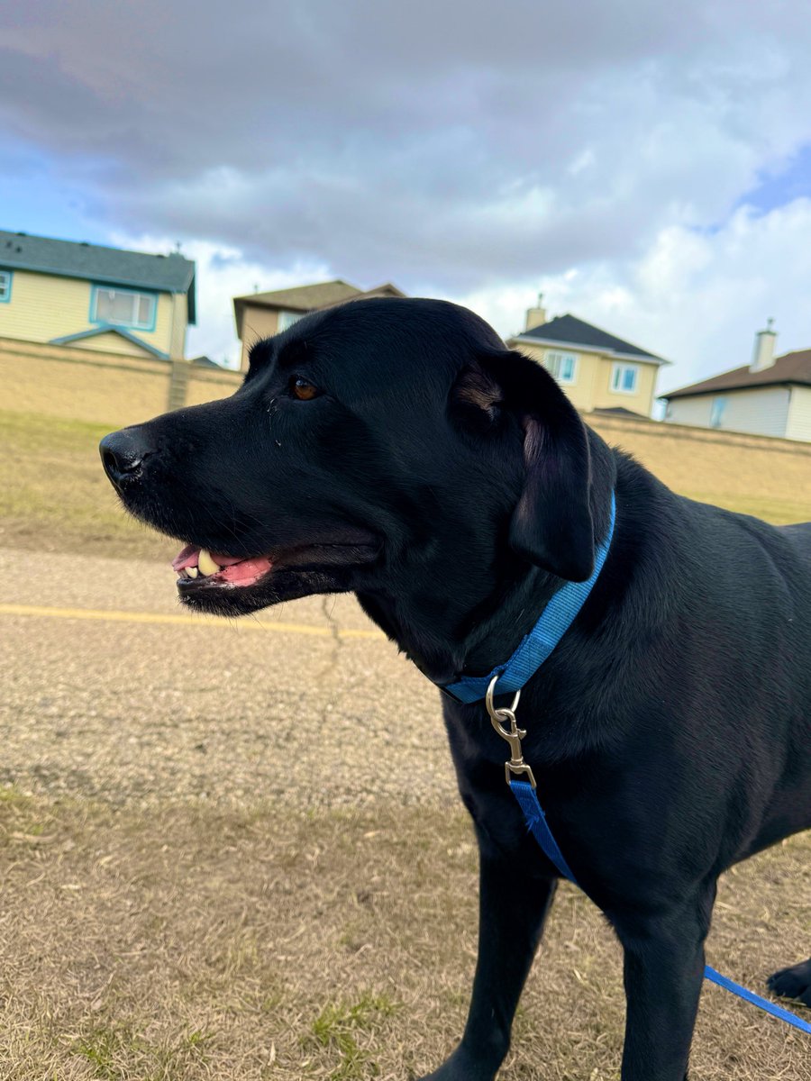 Jake72545474's tweet image. Many faces of Jake.  🇨🇦
#Black #Labrador #Retriever #Calgary