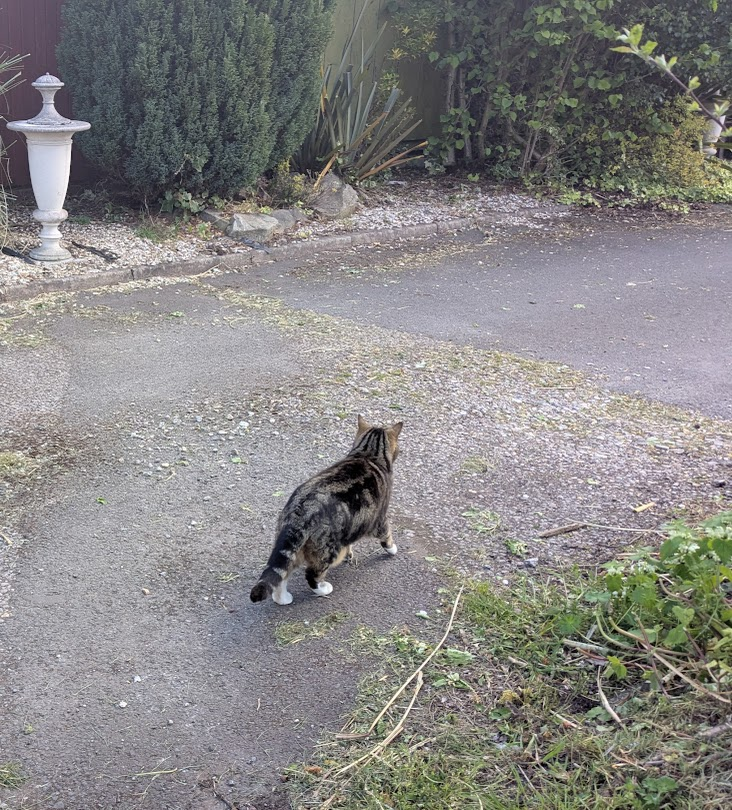 (Amanda)
I had a nice walk with Betty yesterday.
She's told me abut how Robert and Barbs used to walk together in the past. 
I'd lov to walk with another cat, Betty is alright but another cat would be better.
I wonder if Maurine will ever walk with me?
What do you think?