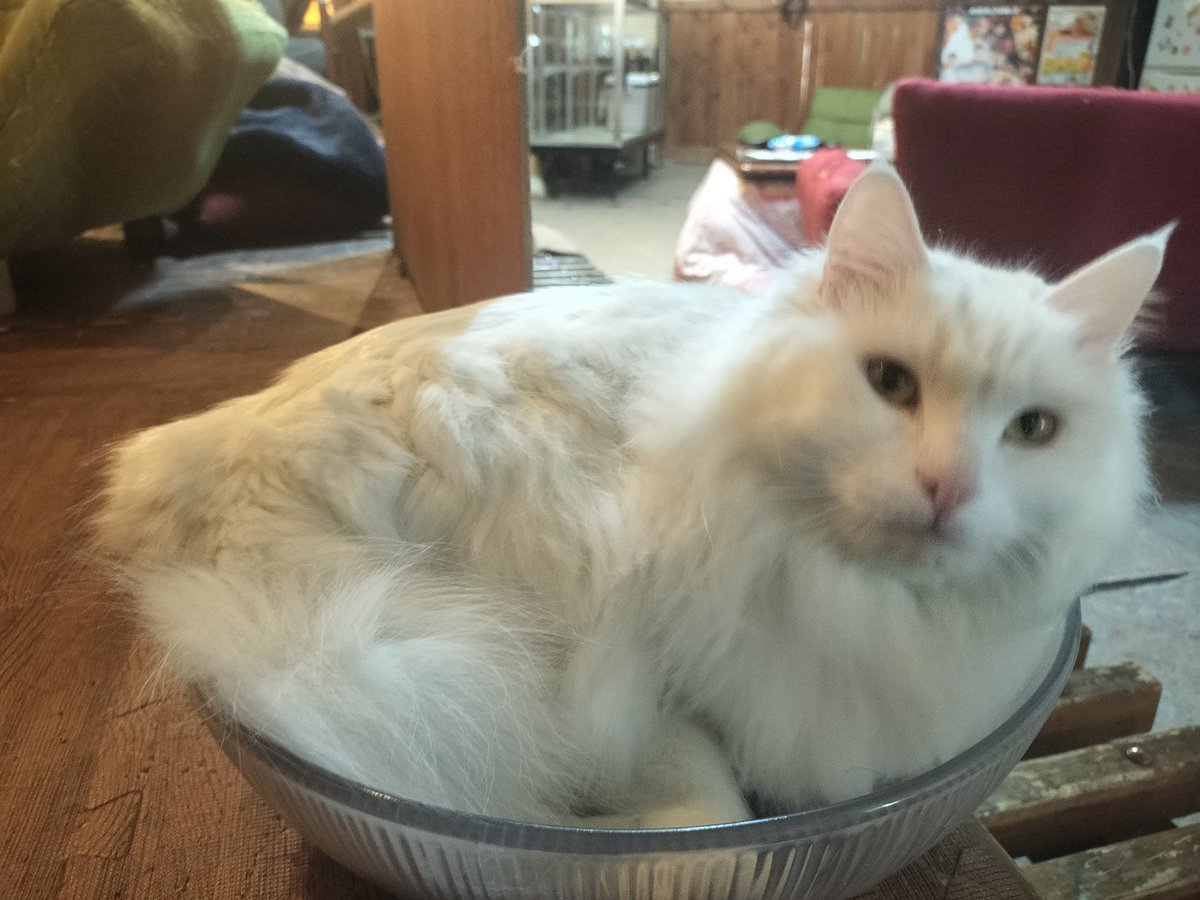 ギブジュン🍙高菜先生の相棒🍞令和のリアルジャムおじさん tweet media