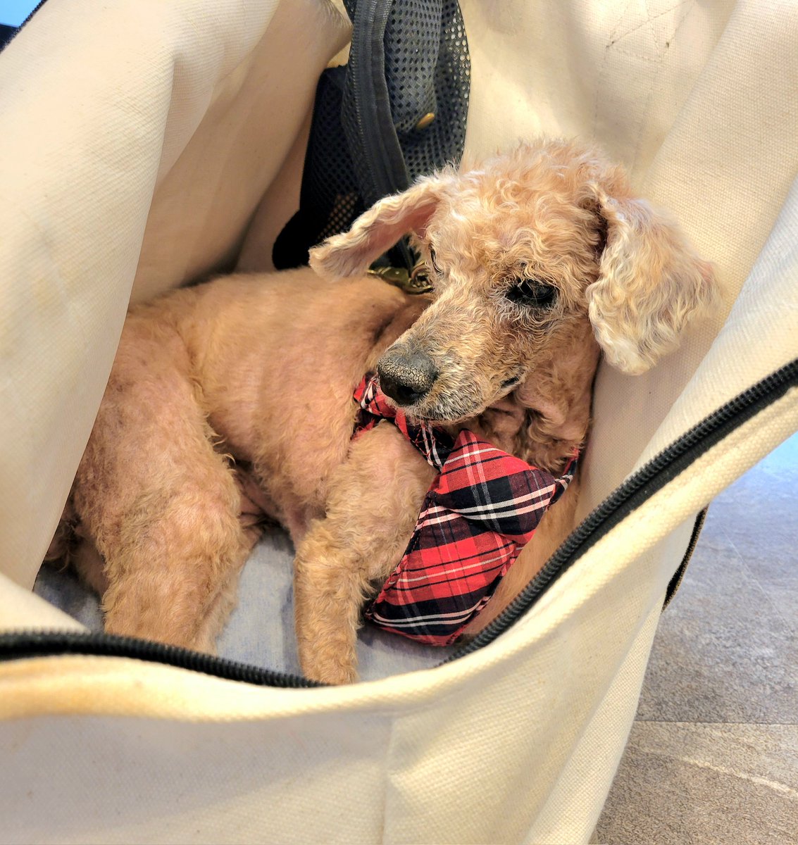 七福さゆり🏃🐩🐩 tweet media