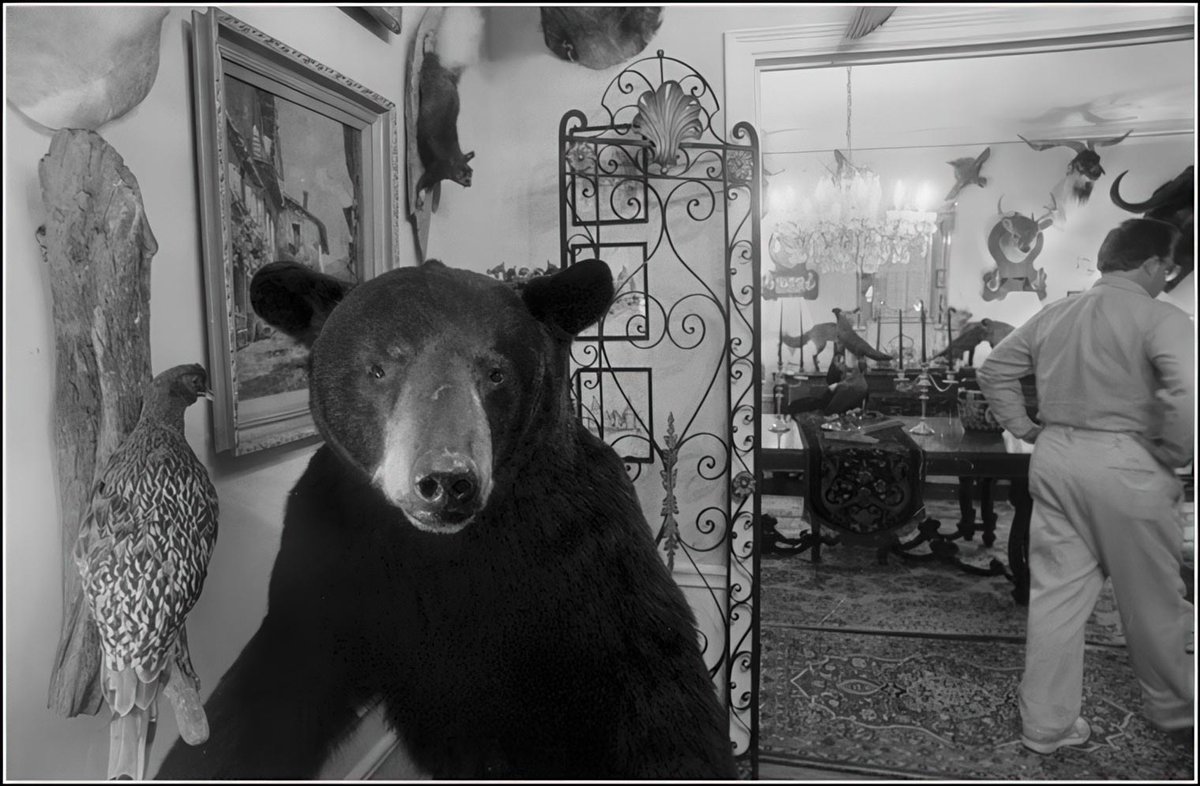 billemory's tweet photo. bear in the hall, wolf at the door, squirrels in the attic, ducks in the pool, snakes in the grass https://t.co/fpyl0oB3D8