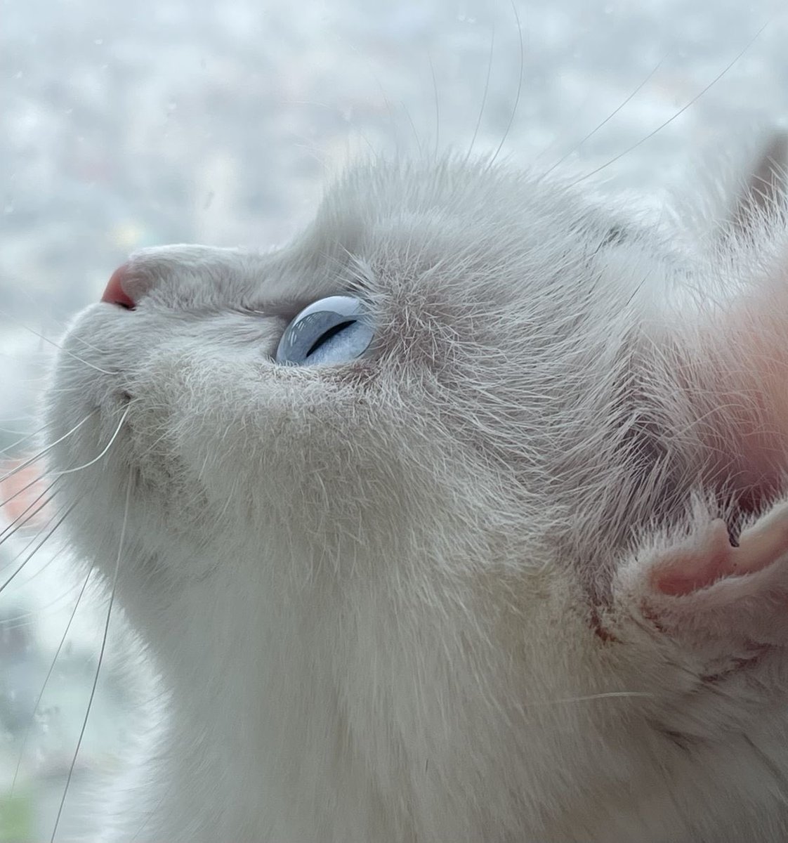 𝓉𝑜𝒹𝒶𝓎𝒾𝓈𝒶𝑜𝓂 ⪩ ⪨ ྀིྀི (@whalepunqler) on Twitter photo 