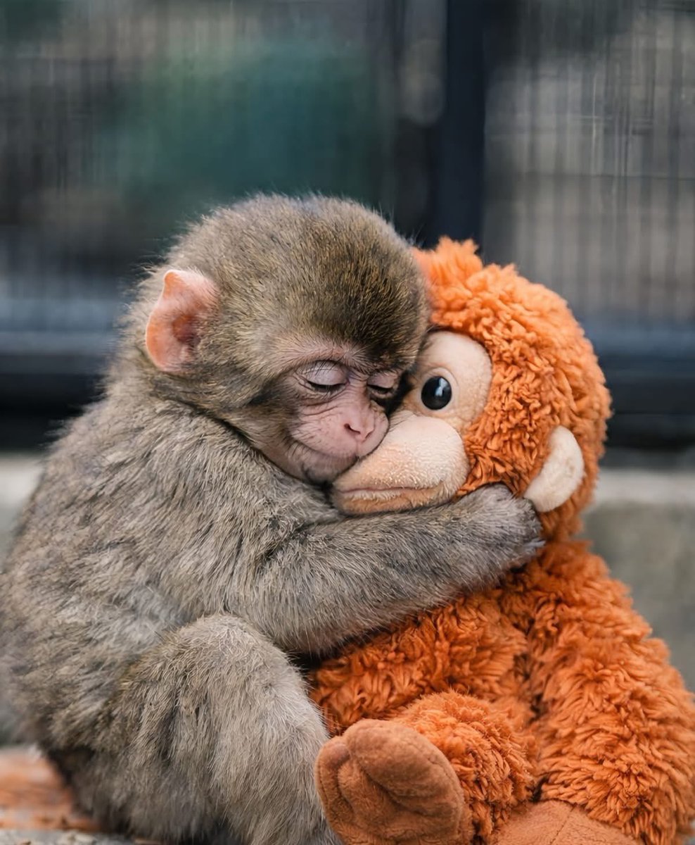 pattyfra1's tweet image. I ricordi creano dipendenza.
Sono il motivo per cui da
certe sofferenze non ne esci più.

🖌️💔 Fabrizio Caramagna
(📸: il piccolo Punch e la sua “mamma” peluche, scelta da lui dopo il rifiuto della sua mamma biologica 😢)
#memories