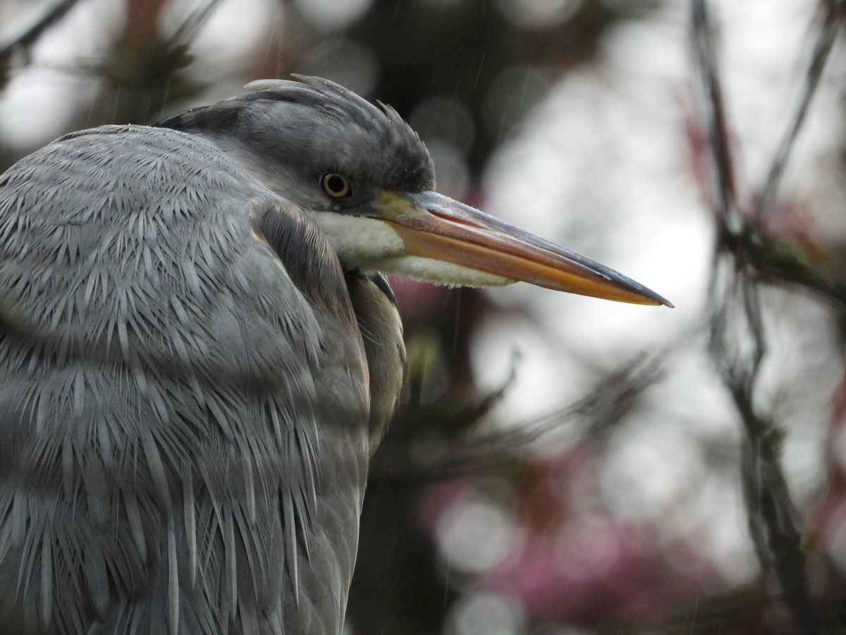 dBwarro's tweet photo. Grey heron relaxing one morning at the start of April https://t.co/z2vOrWXksR