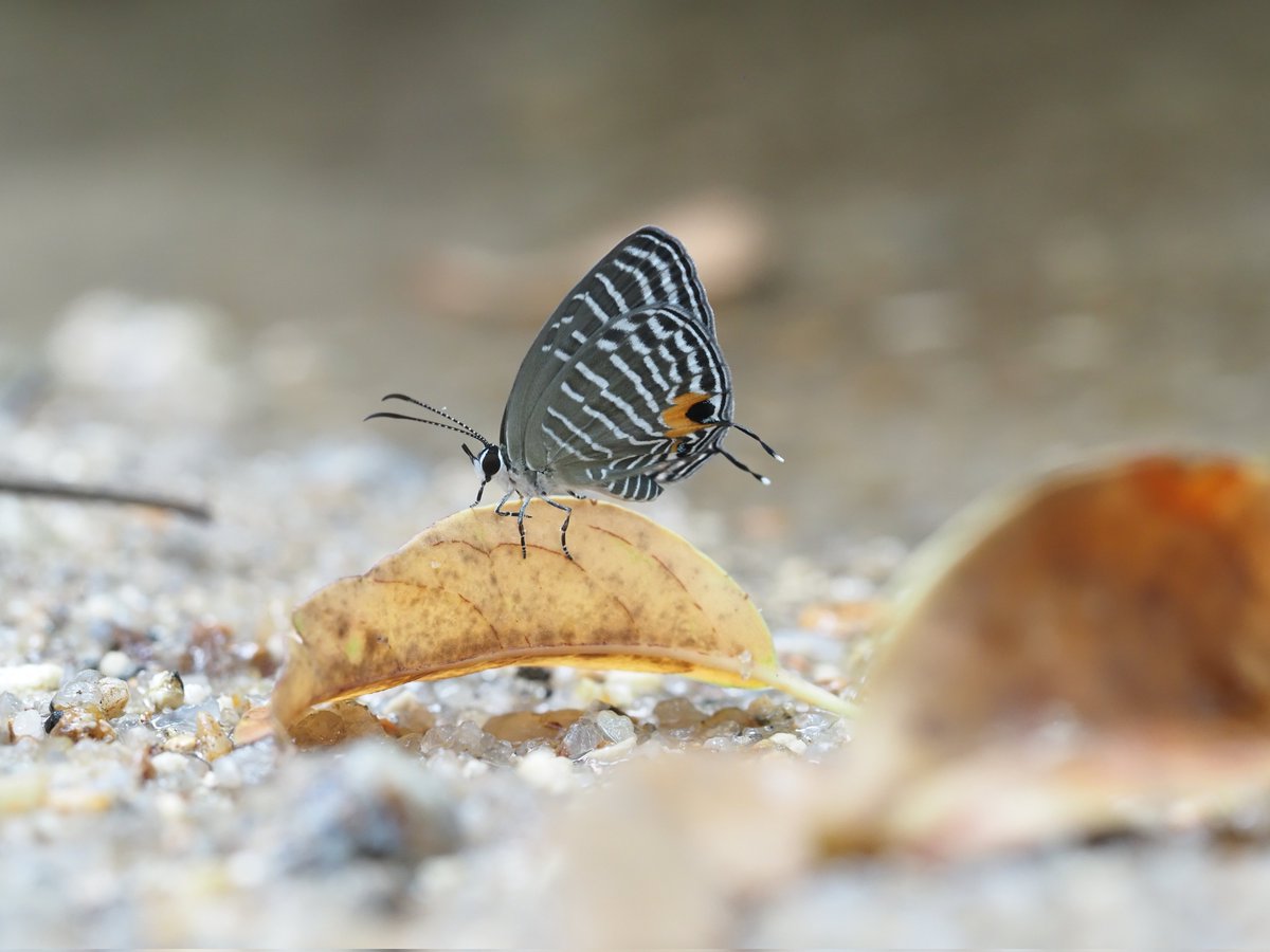 Jamides malaccanus