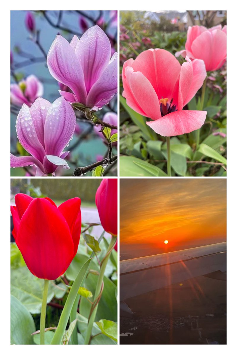 Sherley3388's tweet image. In spring,
even the air carries hope,
and even silence nurtures
 new beginnings. 🌿✨

Happy Friday 🎋🍃🌹

🌹📸