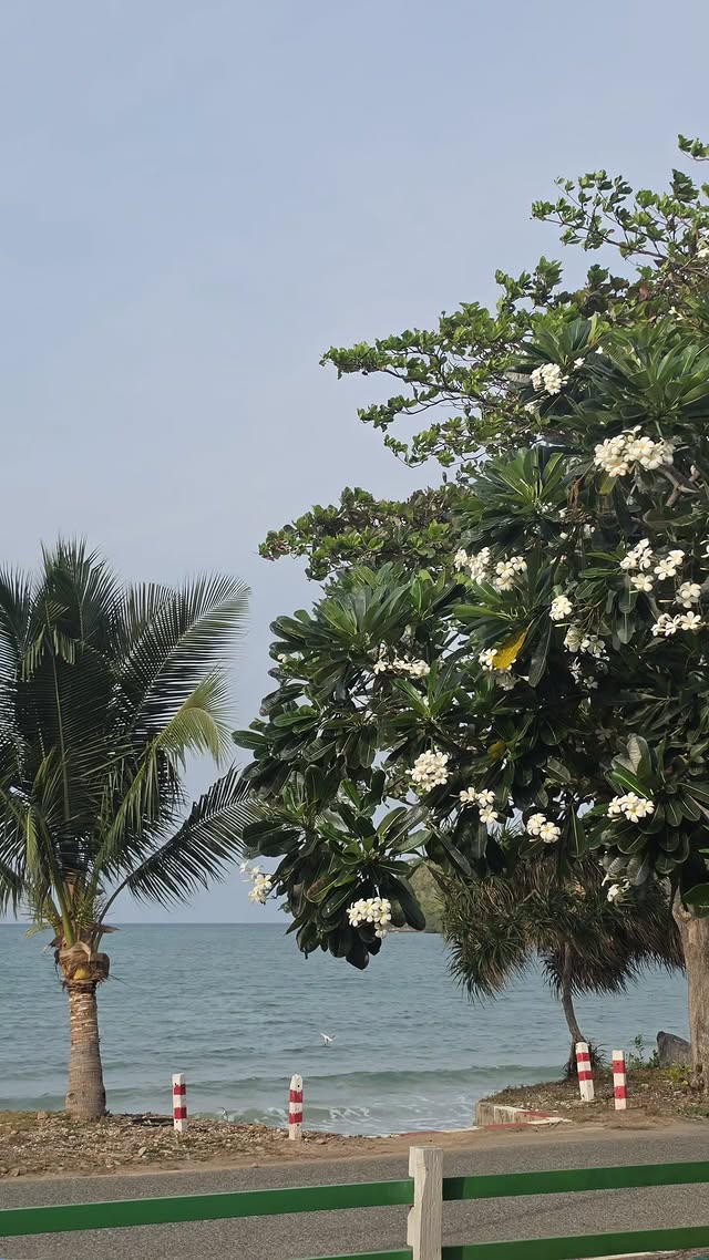 Magic091223's tweet image. นอนค้างที่ทะเลด้วยกัน  🏝🏖🫧

#ADogAndAPlane
#หมาเห่าเครื่องบินQ20-21
#Tawan_V #Newwiee #เตนิว