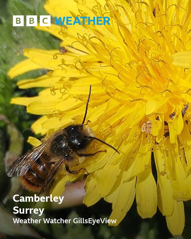 BBC Surrey tweet media