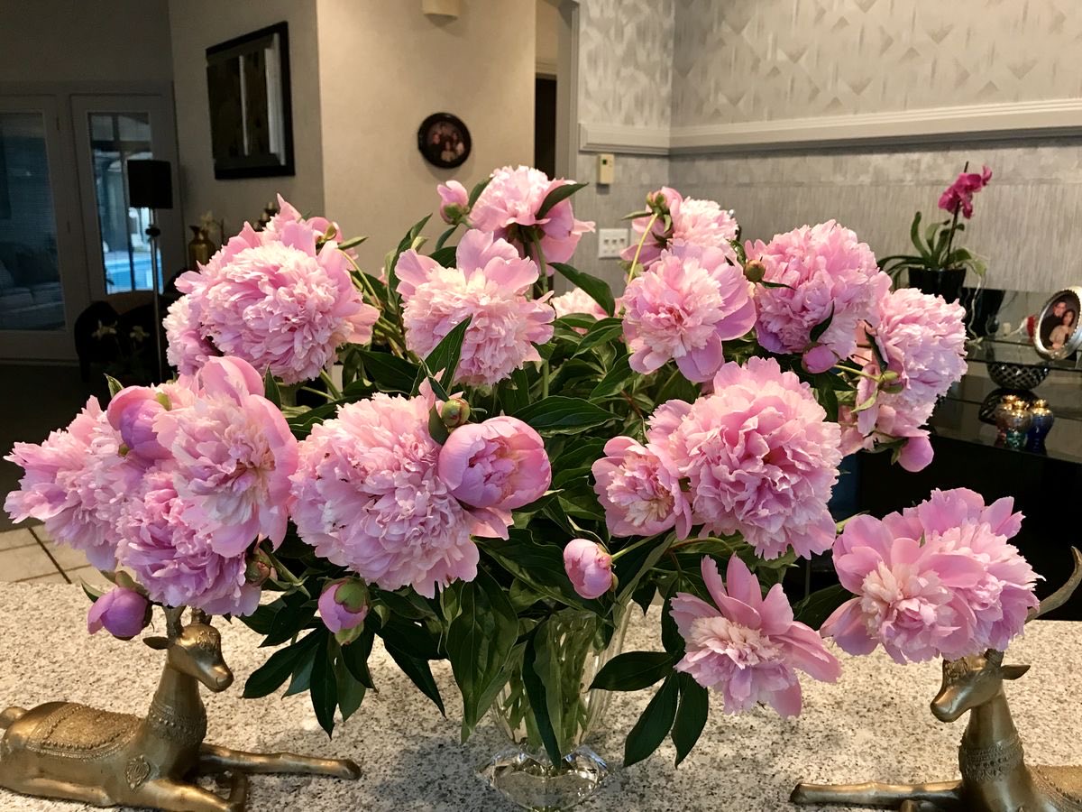 Flowers tweet media