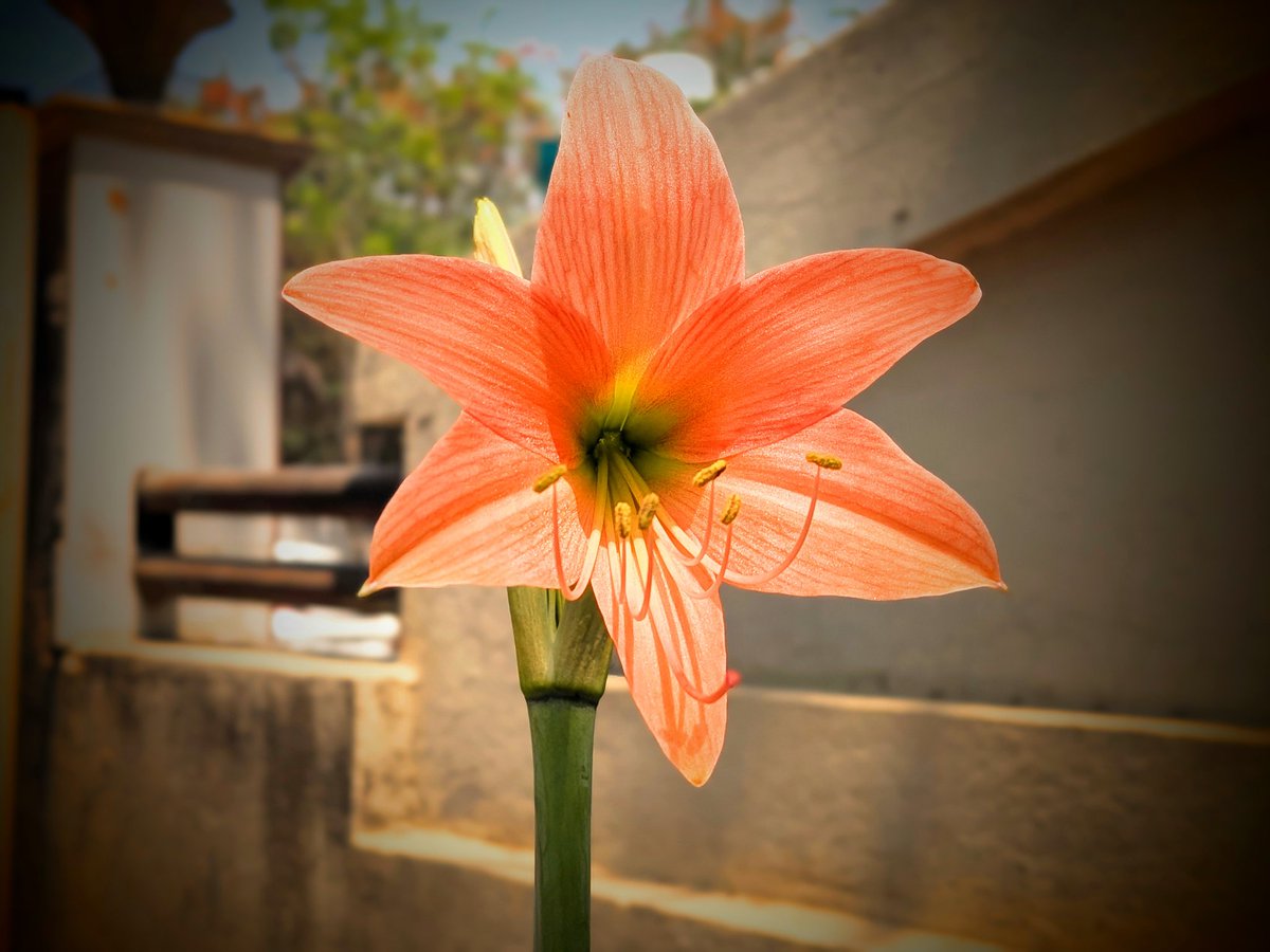 KamrajChalak's tweet image. "To see a miracle in a single flower is to truly understand the language of nature"

Click in GooglePixel  📸 
@GooglePixel_US
#Lilies #flowers #PlantHappiness #plant #tree #nature #googlepixel10a #google #googlenews