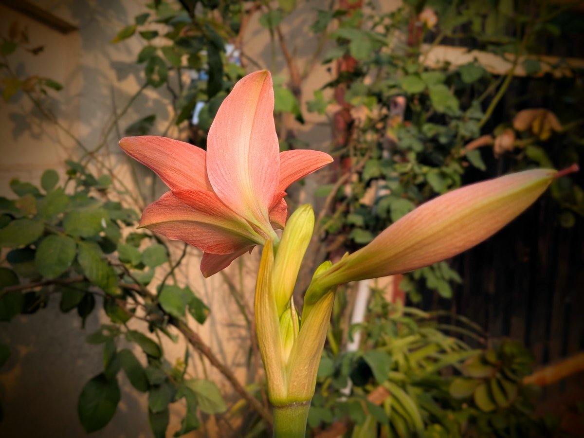 KamrajChalak's tweet image. "To see a miracle in a single flower is to truly understand the language of nature"

Click in GooglePixel  📸 
@GooglePixel_US
#Lilies #flowers #PlantHappiness #plant #tree #nature #googlepixel10a #google #googlenews