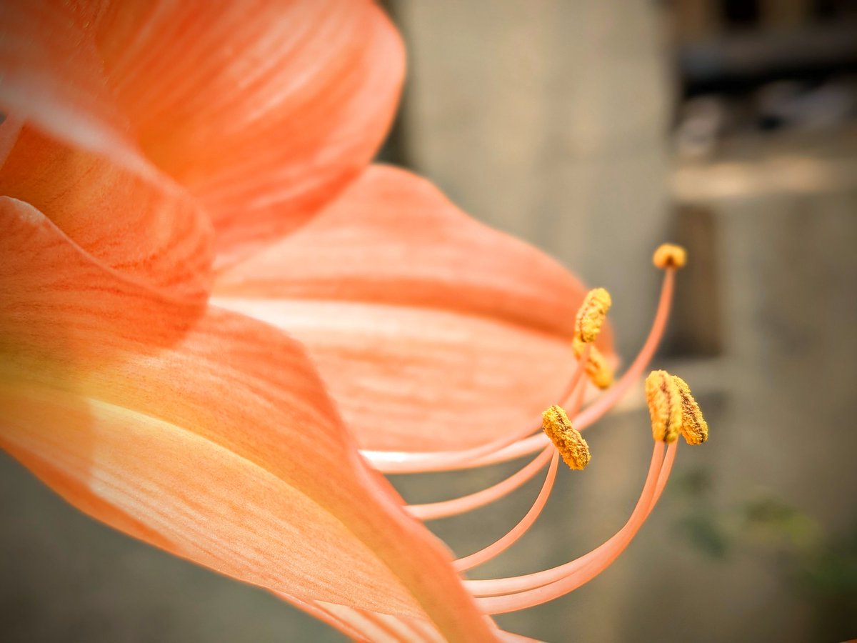 KamrajChalak's tweet image. "To see a miracle in a single flower is to truly understand the language of nature"

Click in GooglePixel  📸 
@GooglePixel_US
#Lilies #flowers #PlantHappiness #plant #tree #nature #googlepixel10a #google #googlenews