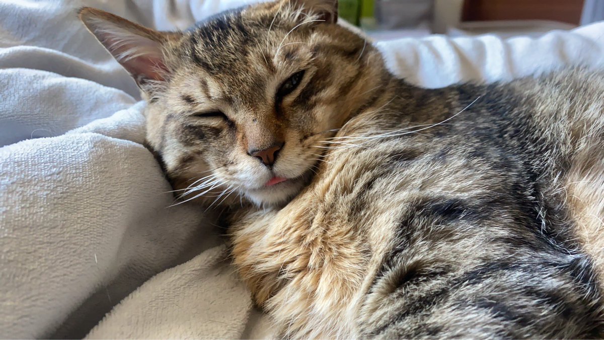 こぶちゃ🐈 tweet media