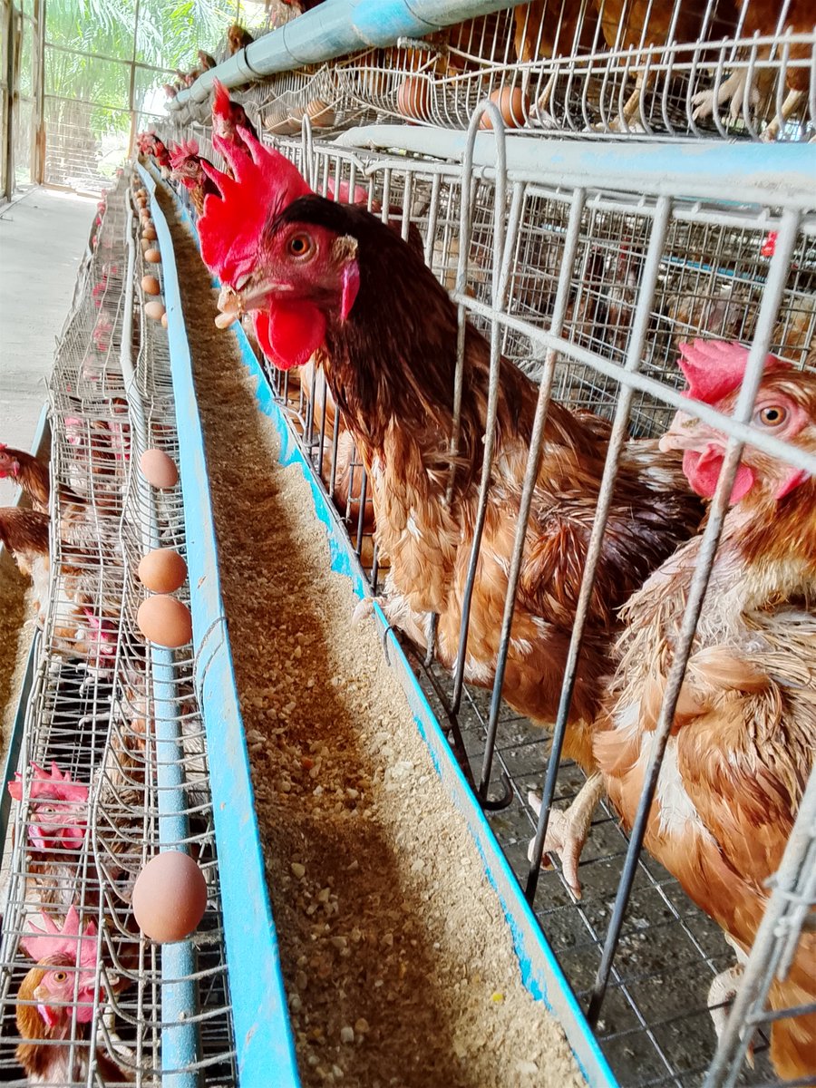 kupal_robinson's tweet photo. Yesterday, I stepped away from plants.

I spent the entire day at a poultry farm in Kwali(Amijapp Farms and Agro Allied Ltd) and honestly, it was an eye-opening experience.

From the farm structure, to bird management, I got to see things at a scale that really puts perspective https://t.co/ILcgZ9dvix