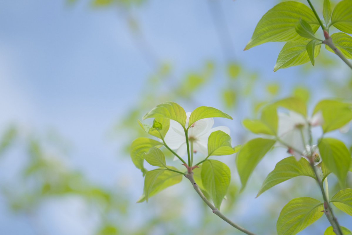 ma_3gou's tweet image. 新緑のハナミズキ  もう散ってしまってた

#花写真  #花の写真 #flowers  
#ファインダー越しの私の世界ㅤ