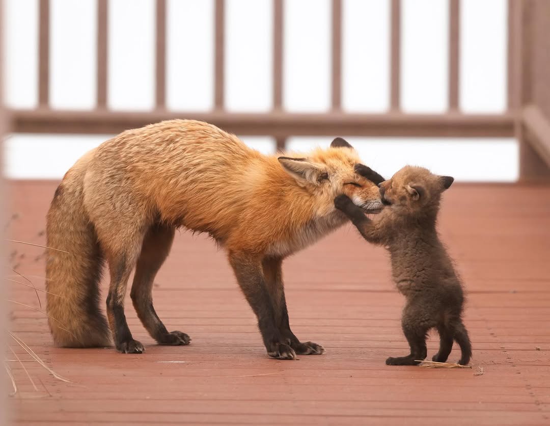 🍁 𝓣𝓱𝓮 𝓕𝓸𝔁 𝓛𝓲𝓯𝓮 🌾🦊 tweet media