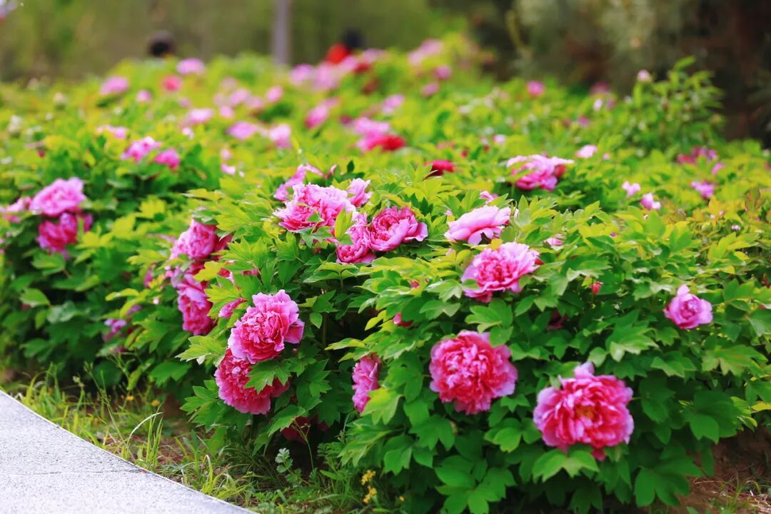 BeijingEvening's tweet image. The peonies of #Beijing's Daxing District have arrived with full elegance.
