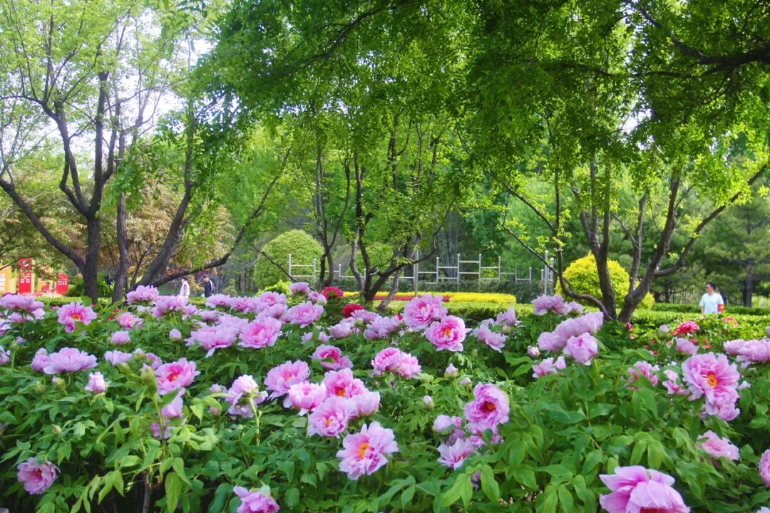 BeijingEvening's tweet image. The peonies of #Beijing's Daxing District have arrived with full elegance.